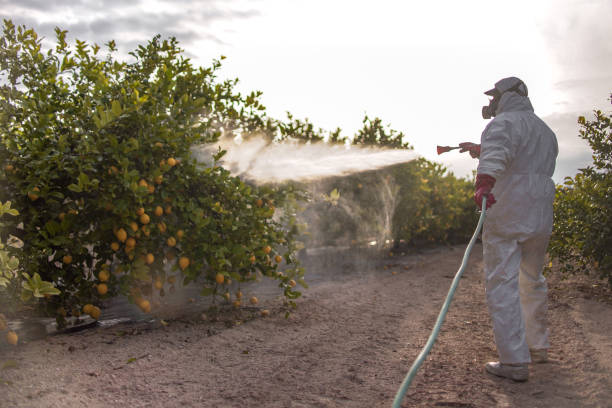 Best Bed Bug Extermination  in Joplin, MO