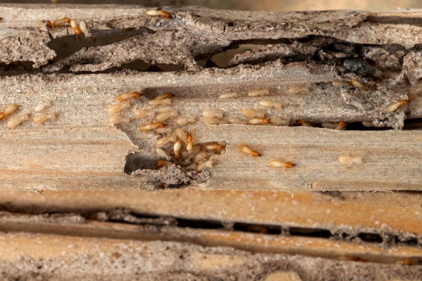 Best Pest Control Near Me in Joplin, MO
